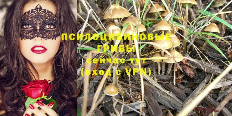 где купить наркоту  Новосиль  Псилоцибиновые грибы Psilocybe 